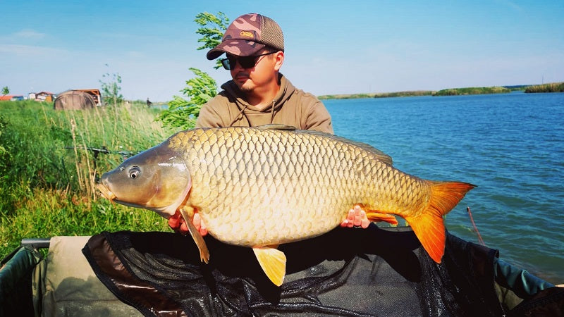 Diferența între boiliesurile fishmeal și boiliesurile birdfood