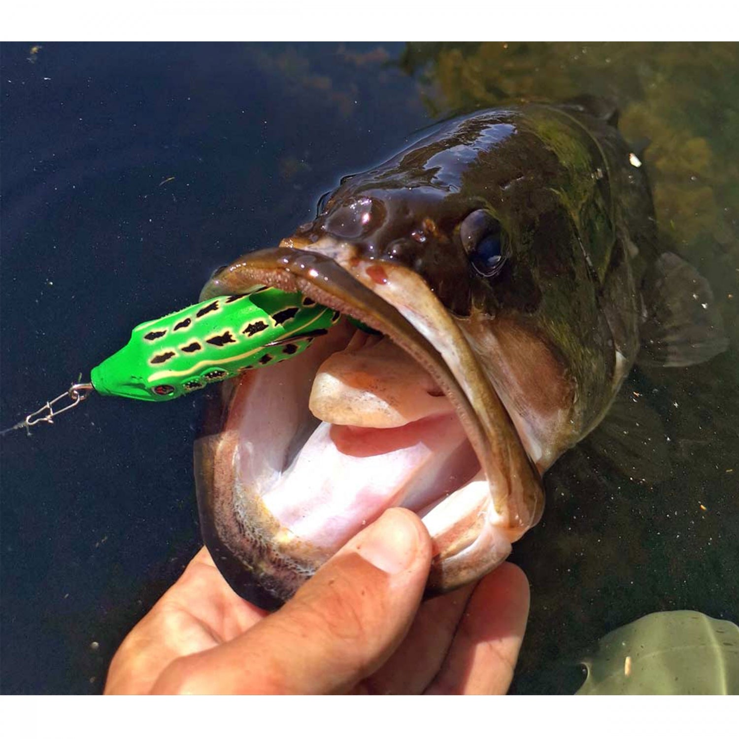 Broasca Sakura Bubble Frog 70F 70mm 19.5gr TF Tiger Frog