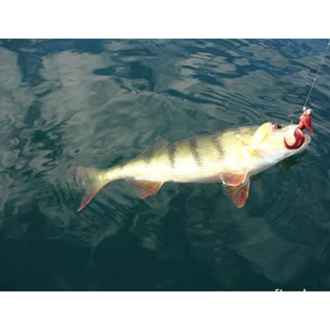 Creatura Keitech Little Spider, Silver Shad 320, 5cm, 8buc/pac