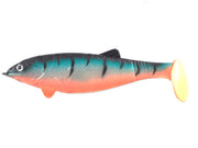 HUGE SHAD COLMIC PERCH