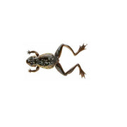 NALUCA CORMORAN SOFT FROG NEGRU 12CM/16G 2BUC/PL