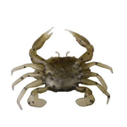 NALUCA SOFT SAVAGE XX GEAR 3D MANIC CRAB, TAN CRAB, 2.5CM, 5BUC/PLIC