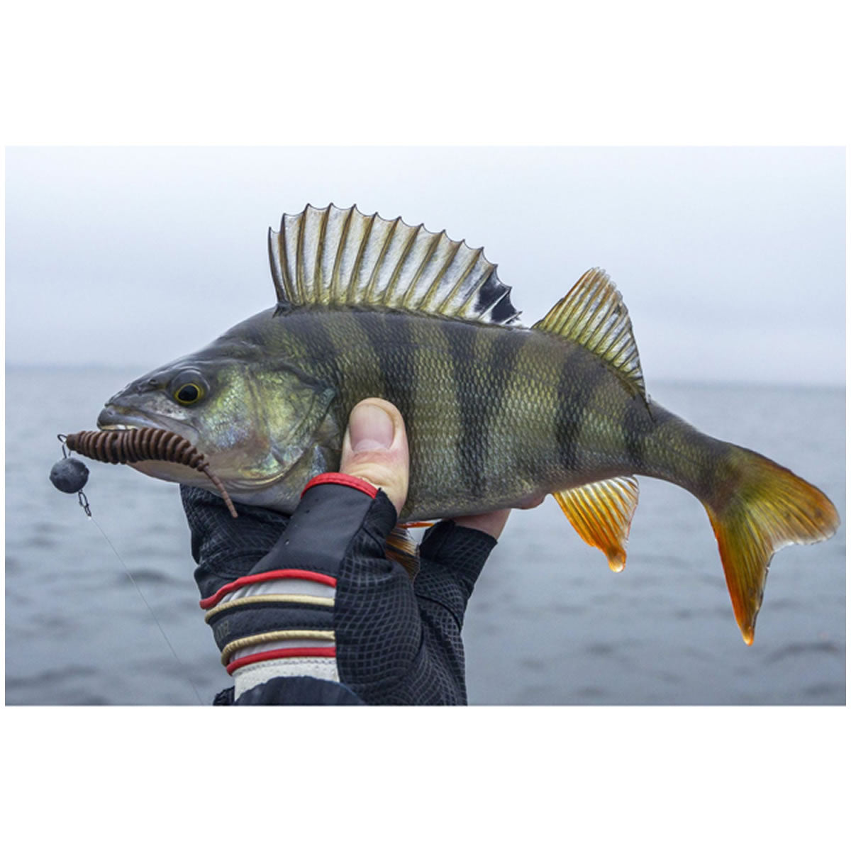 Naluca FISHUP Tanta, 050 Green Pumpkin Brown Red - Purple, 8.9cm, 5buc/pac