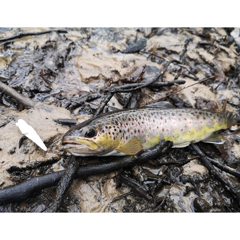 Naluca FISHUP Trout Series Cheese Yochu, 4.3cm, Earthworm Hot Pink, 8buc/pac
