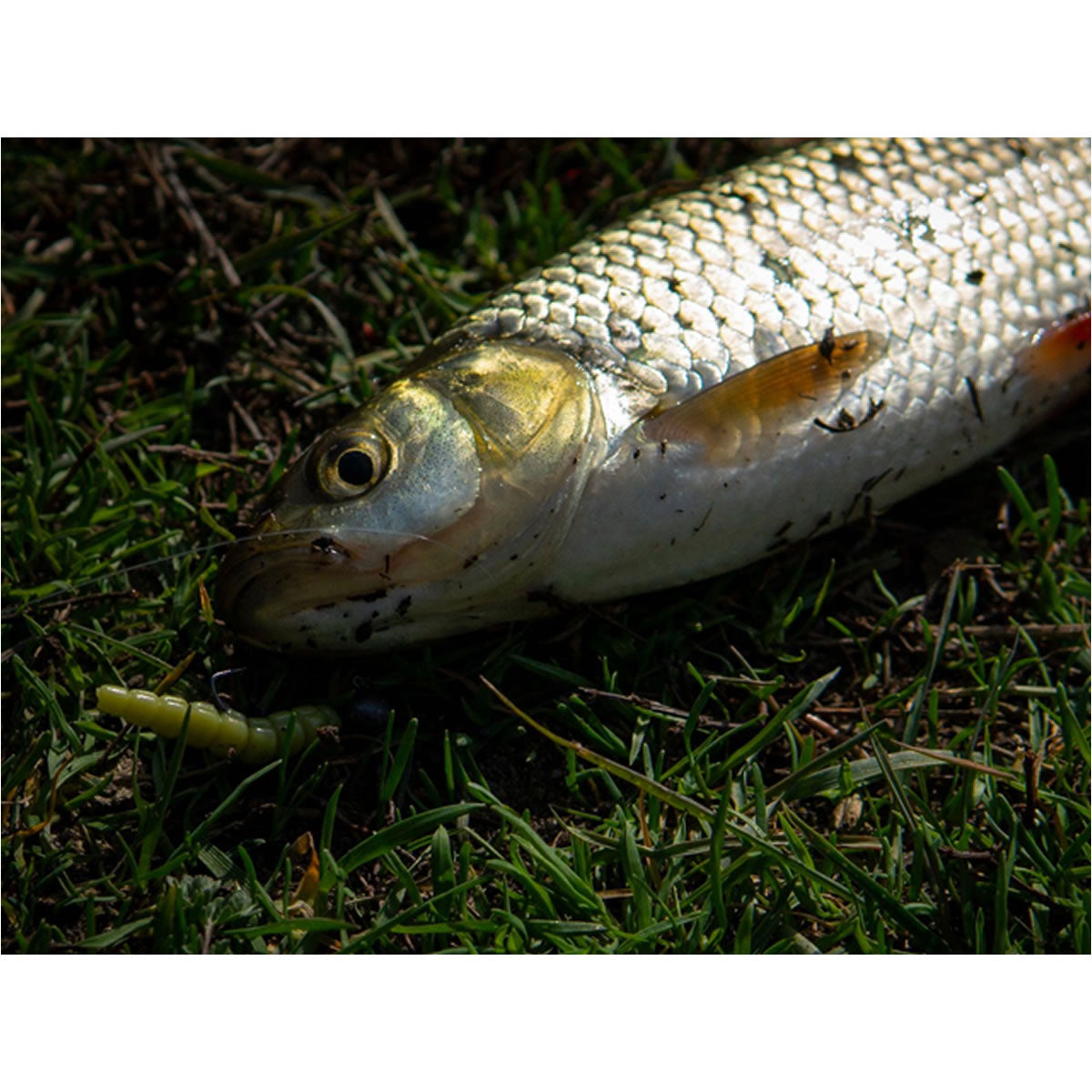 Naluca FISHUP Trout Series Morio Cheese, 101 Black, 3.1cm, 12buc/pac