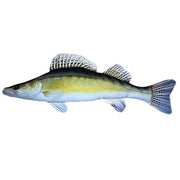 PERNA IN FORMA DE PESTE SALAU ENERGO