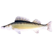 Perna Baracuda peste Salau 80 cm