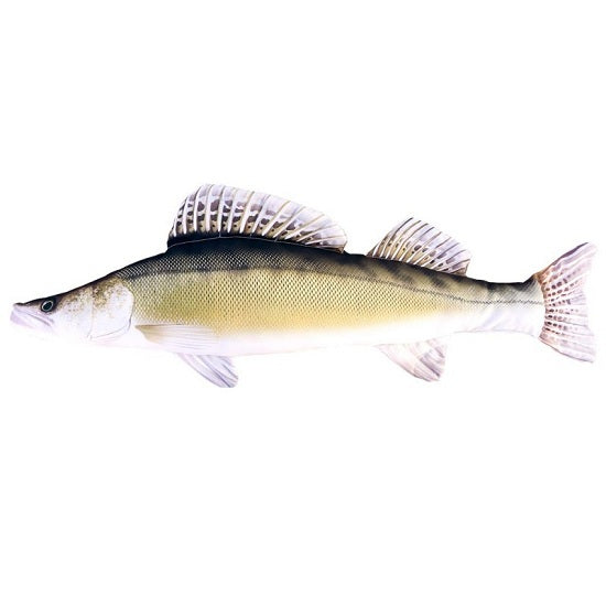 Perna Baracuda peste Salau 80 cm