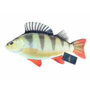 Perna Baracuda peste biban 50 cm