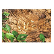 Protectie Extra Carp Nod nr 8
