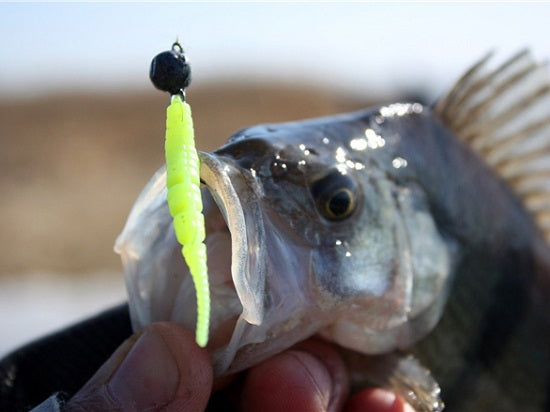 Shad Crazy Fish Plastic Polaris 1.8 81 Squid