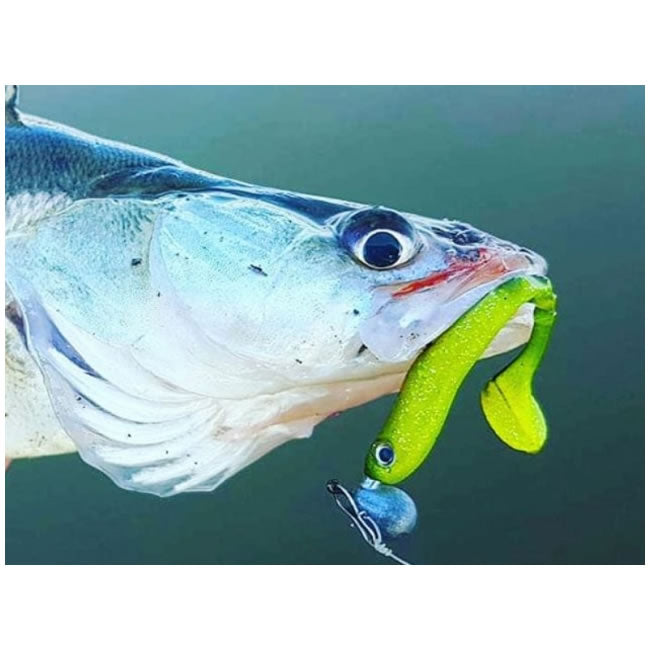 Shad Delalande Zand Shad 8cm UV Fire Tiger 99