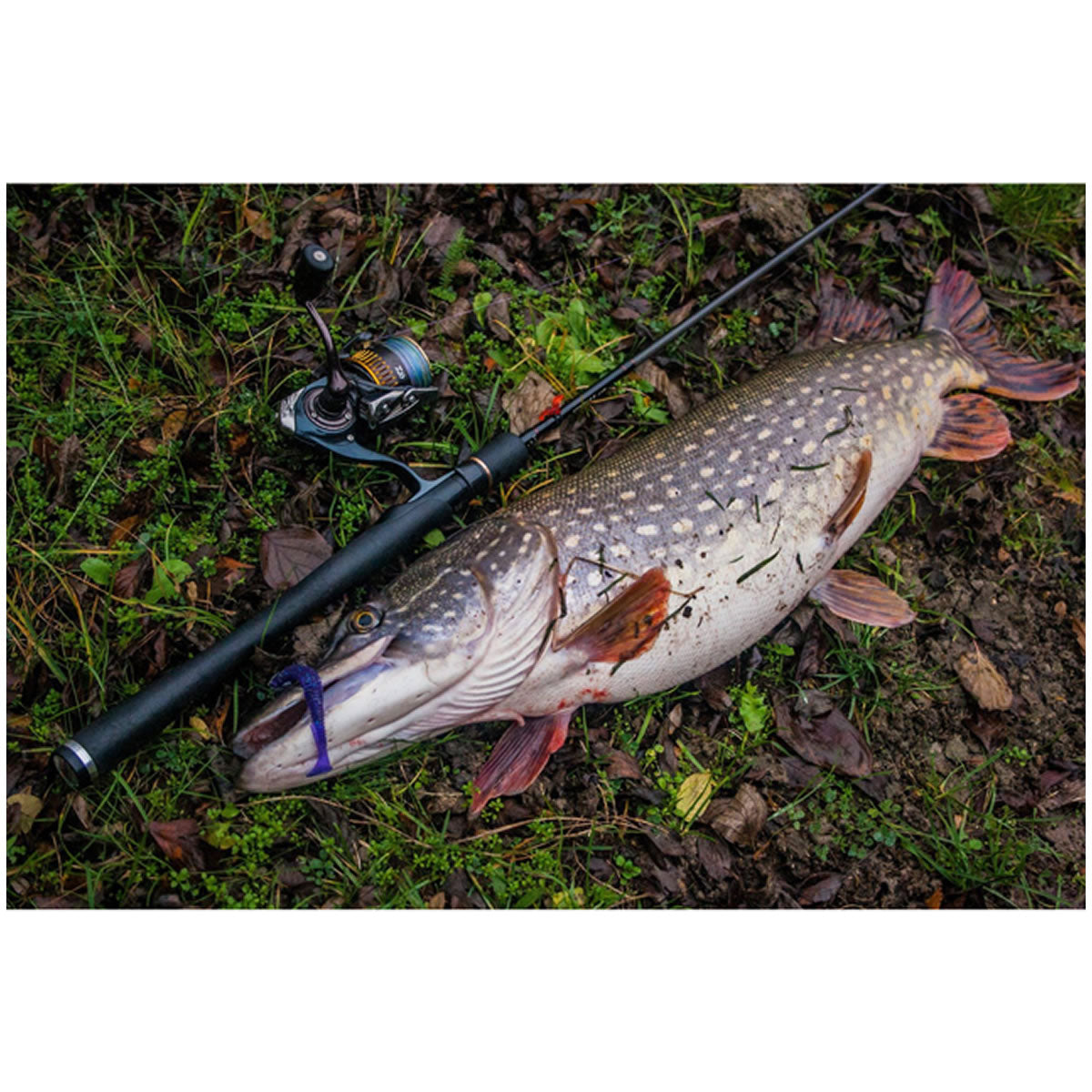 Shad FISHUP U-Shad, 206 Sky Chartreuse, 10.1cm, 8buc/pac