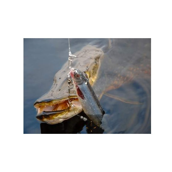 Shad Westin ShadTeez 22cm Headlight