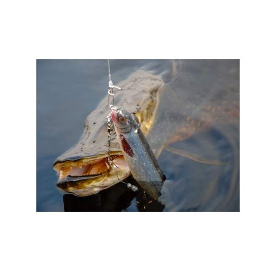 Shad Westin ShadTeez 27cm Parrot Special