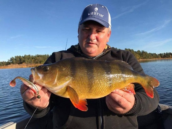 Shad Westin Shadteez 10cm Crystal Perch