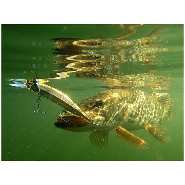 Vobler DUO Realis Jerkbait 110 SP 11cm 16.2g DTA3345 AM Hasu