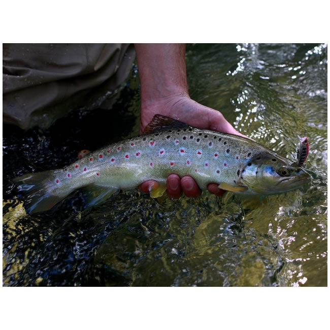 Vobler DUO Ryuki 50S Takumi 5cm 4g MCC4036 Rainbow Trout S