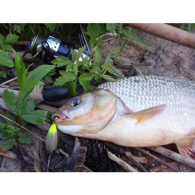 Vobler Pontoon21 Hypnose 38F-SR, Fire Tiger 070 F, 3.8cm, 3.7g, 1buc/pac 