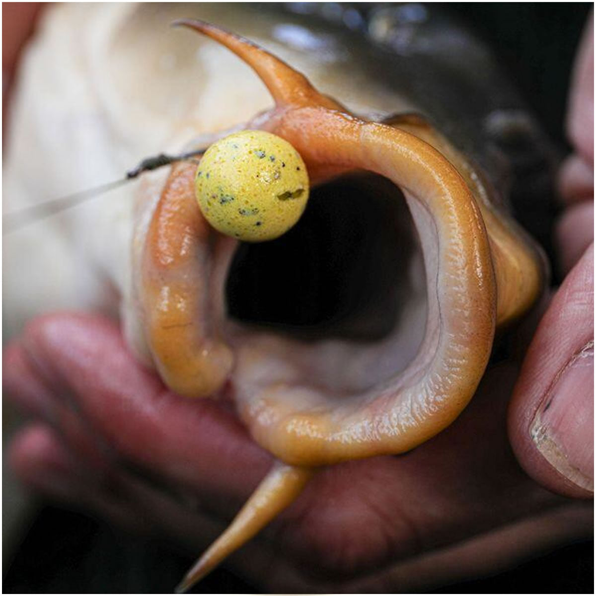 Wafters MAINLINE Balanced, Essential Cell, Yellow, 15mm